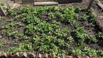 The Vegetable Patch Mark 2