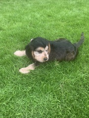 Puppy survival thread part 2
