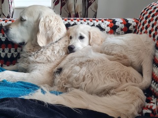 Regret getting puppy - 6 days in