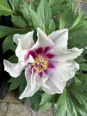 Have your peonies sprouted yet?