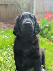 Puppy survival thread part 2
