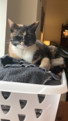 Let's have a happy thread. Show me your kitties.