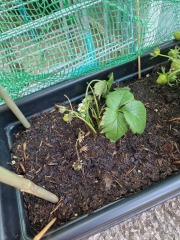 First time grower needing some help please! 