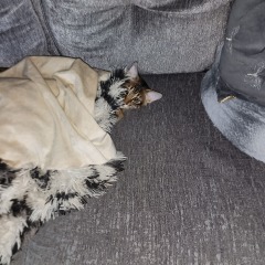 Show me your cats hiding places 