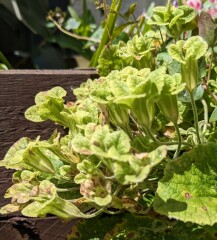 Cowslips