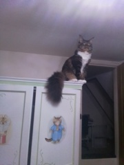 Is my Maine Coon fat?