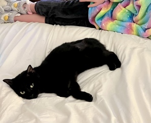 I'd like to be a cat mum and would like some advice