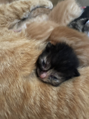 Advice please! Cat close to birth?