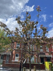 What's happened to my Malus Rudolph?