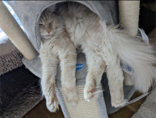 Is my Maine Coon fat?