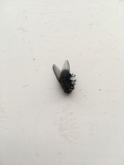 Over 50 blue bottle flies in the bedroom!!!