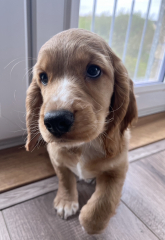 Cockapoo F1 no poo