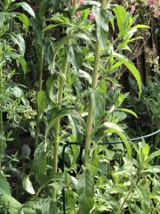 Is this a weed…. Or plant?