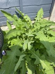 Plant ID - what's this?