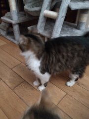 Introducing a kitten to an adult cat