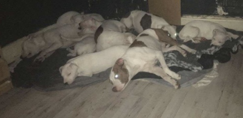 Dog breeders...