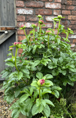 Have your peonies sprouted yet?