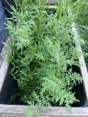 These are weeds right? 