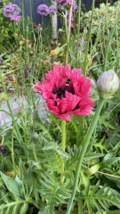 Happy Bee 🐝 day! Share your bee pictures 