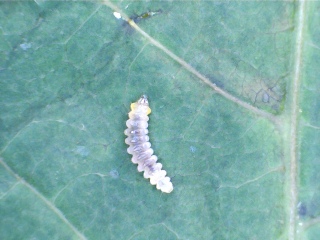 Thread 7 - TalkLair: “In fact it’s an oblate spheroid”