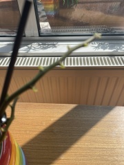 My orchid