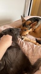 What is your dog's life story?