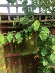 Plant ID. Japanese Knotweed?
