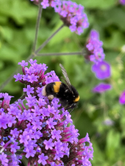 Happy Bee 🐝 day! Share your bee pictures 