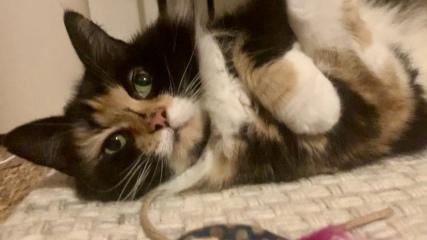 Let's have a happy thread. Show me your kitties.