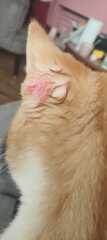 Any idea what's happened to my kittens ear?! 