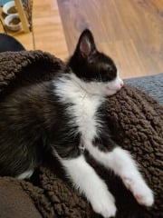 Gratuitous photos of Jemima and Velcro