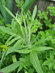 Are these plants weeds, should I get rid?