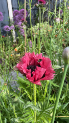 Happy Bee 🐝 day! Share your bee pictures 