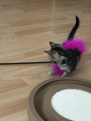 Meet baby Blossom 