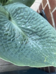 Is this powdery mildew?