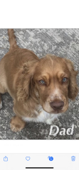 Cockapoo F1 no poo