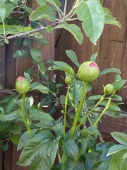 Have your peonies sprouted yet?