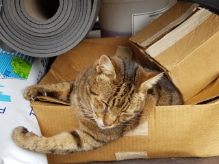 Thug cat part 5 - For he will not do destruction, if he is well-fed, neither will he spit without provocation.