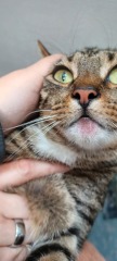 Cat lumpy lip