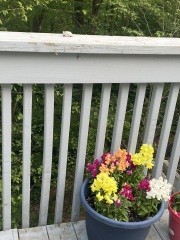 Come and tell me your dull and unexciting news 25: Calmly through the day 