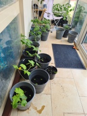 A greenhouse newbie - break it down for me?!