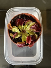 Inherited a Venus Flytrap. Help!