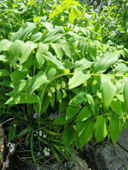 Identify this plant and stop pest