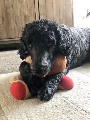 Where are all the poodles?