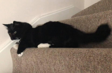Let's have a happy thread. Show me your kitties.