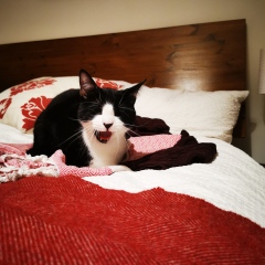 When will I know I'm ready for a new cat?