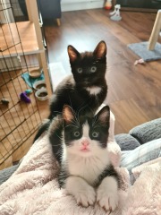 Gratuitous photos of Jemima and Velcro
