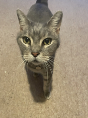 Apple air tags on cats.