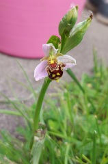 Are you doing 'no mow may' ?