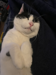 Cats used to be worshiped as Gods...